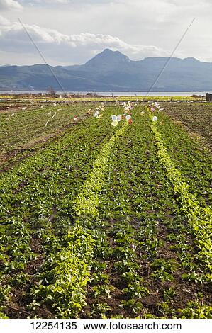 Stock Photography - Farming in rural China; Lijiang, Yunnan Province, China. Fotosearch