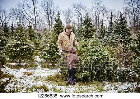 Stock Photography - Father and daughter carrying cut down Christmas tree from a Christmas tree farm; Stoney Creek, Ontario, Canada. Fotosearch