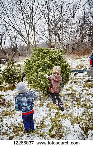 Stock Photo - Father, daughter and son carrying cut down Christmas tree to trailer from a Christmas tree farm; Stoney Creek, Ontario, Canada. Fotosearch
