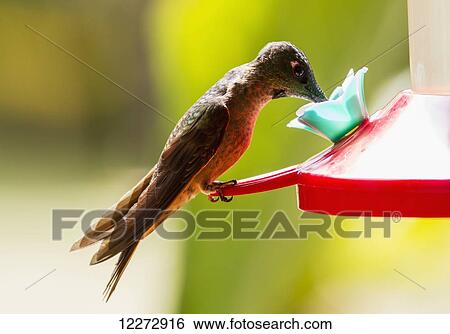Fawn-breasted Brilliant (Heliodoxa rubinoides) hummingbird at a hummingbird feeder in the cloud forest, Mindo, Pichincha, Ecuador View Large Photo Image Stock Photograph - Fawn-breasted Brilliant (Heliodoxa rubinoides) hummingbird at a hummingbird feeder in the cloud forest, Mindo, Pichincha, Ecuador. Fotosearch