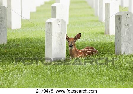 Fawn Sitting By A Tombstone In A Graveyard; Minneapolis Minnesota United States Of America View Large Photo Image Stock Photo - Fawn Sitting By A Tombstone In A Graveyard; Minneapolis Minnesota United States Of America. Fotosearch