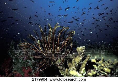 Picture - Featherstar feeding in current, Rainbow Reef; Taveuni, Fiji. Fotosearch