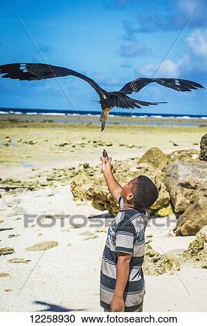 Feeding a large seabird; Nauru Island View Large Photo Image Stock Image - Feeding a large seabird; Nauru Island. Fotosearch