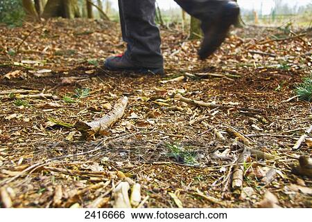 Stock Photograph - Feet with hiking boots walking on a trail in the forest; United Kingdom. Fotosearch