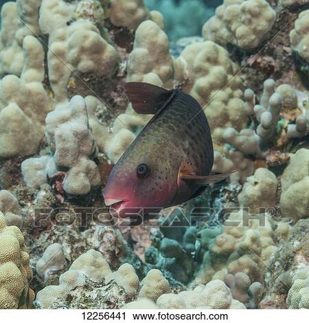 Female Bullethead Parrotfish (Chlororus sordidus) over coral reef; Kona, Island of Hawaii, Hawaii, United States of America View Large Photo Image Stock Image - Female Bullethead Parrotfish (Chlororus sordidus) over coral reef; Kona, Island of Hawaii, Hawaii, United States of America. Fotosearch