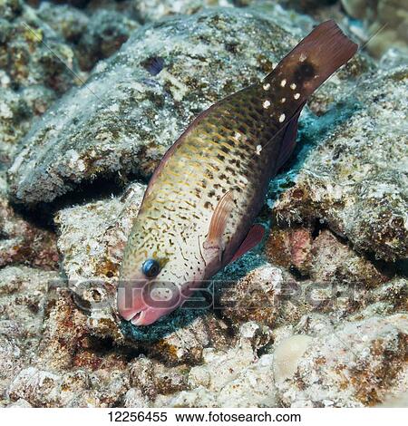 Stock Photography - Female Bullethead Parrotfish (Chlororus sordidus); Kona, Island of Hawaii, Hawaii, United States of America. Fotosearch