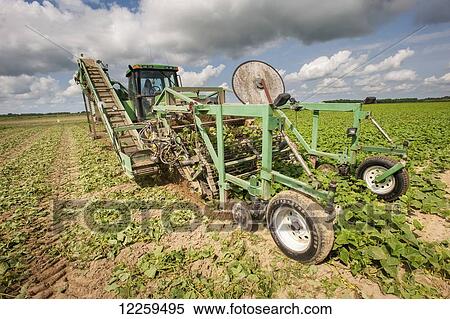 Stock Photography - Female farmer cucumber harvesting; Preston, Maryland, United States of America. Fotosearch
