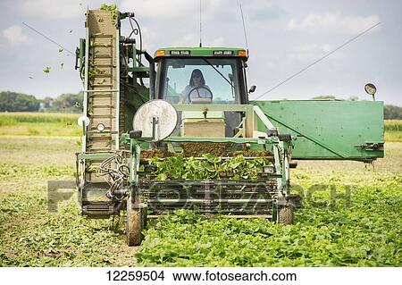 Female farmer harvesting cucumbers; Preston, Maryland, United States of America View Large Photo Image Picture - Female farmer harvesting cucumbers; Preston, Maryland, United States of America. Fotosearch