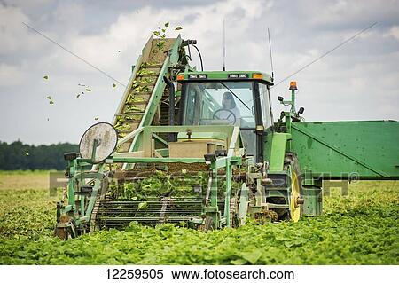 Stock Photography - Female farmer harvesting cucumbers; Preston, Maryland, United States of America. Fotosearch