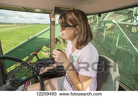Female farmer in cab, driving cucumber harvester; Preston, Maryland, United States of America View Large Photo Image Stock Image - Female farmer in cab, driving cucumber harvester; Preston, Maryland, United States of America. Fotosearch