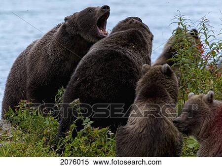 Stock Photography - Female Grizzly Bears Face Off Against Each Other In A Territorial Dispute; Haines Alaska Usa. Fotosearch