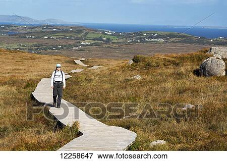 Stock Photo - Female hiker walking along a boardwalk over grassy bog land with the bay in the far distance; Letterfrack, County Galway, Ireland. Fotosearch