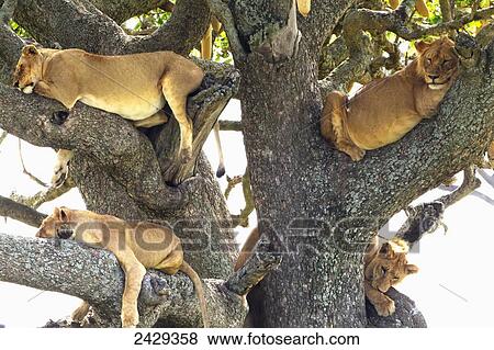Stock Photo - Female lions resting in a tree at the Serengeti plains; Tanzania. Fotosearch
