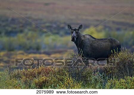 Female Moose In The Tundra During Autumn Along The Dempster Highway; Yukon Canada View Large Photo Image Stock Photo - Female Moose In The Tundra During Autumn Along The Dempster Highway; Yukon Canada. Fotosearch