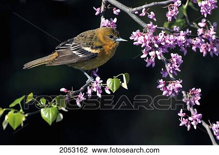 Female Northern Or Baltimore Oriole (Icterus Galbula) In Redbud Tree, Point Pelee National Park, Ontario View Large Photo Image Stock Image - Female Northern Or Baltimore Oriole (Icterus Galbula) In Redbud Tree, Point Pelee National Park, Ontario. Fotosearch