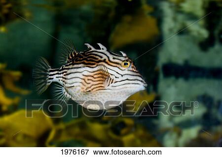 Stock Photo - Female Shaw's Cowfish (Aracana Aurita); Australia. Fotosearch