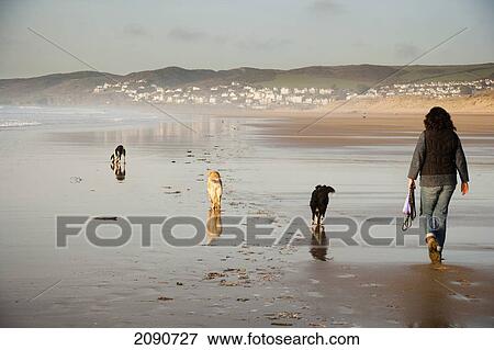 Stock Photo - Female Walking Her Dogs On The Beach At Putsborough Sands, North Devon, Uk. Fotosearch
