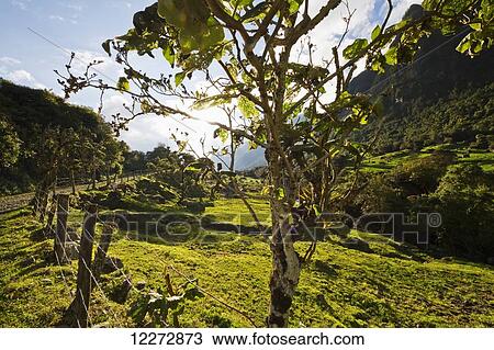 Stock Image - Fence by the Cloudforest, Cajas National Park, Azuay, Ecuador. Fotosearch