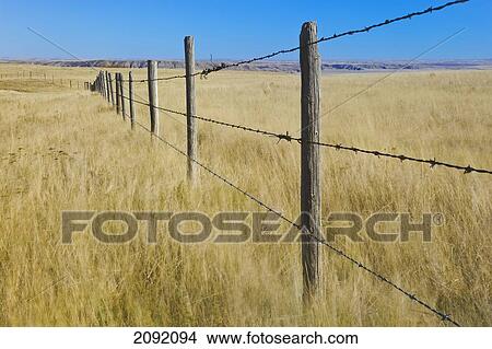 Picture - Fence On Windblown Prairie Grasses; Coronach Saskatchewan Canada. Fotosearch