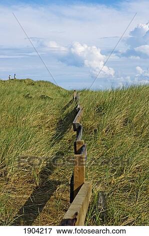 Stock Photo - Fence Through Grass Dunes, Jutland, Denmark. Fotosearch