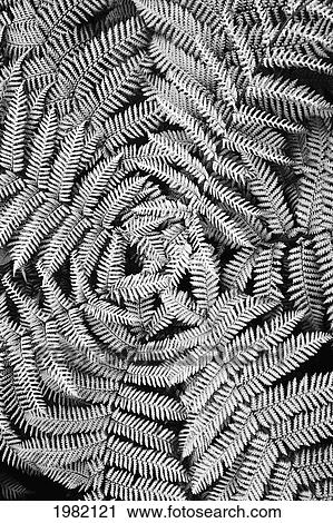 Fern leaves View Large Photo Image Stock Image - Fern leaves. Fotosearch
