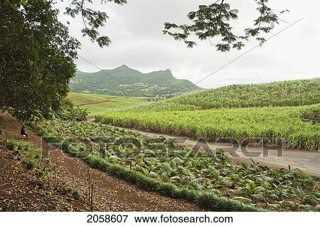 Ferns, Chamarel, Mauritius View Large Photo Image Stock Photo - Ferns, Chamarel, Mauritius. Fotosearch