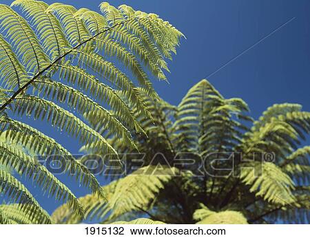 Ferns, Close-Up View Large Photo Image Stock Image - Ferns, Close-Up. Fotosearch