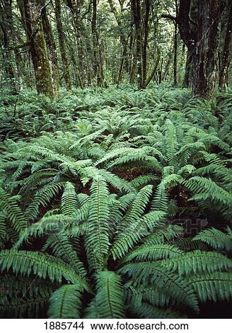 Picture - Ferns In Thick Forest Beside The Routeburn Track. Fotosearch