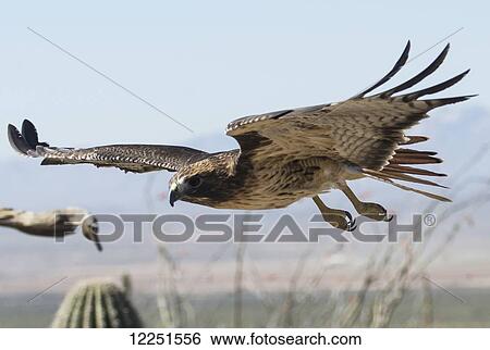 Ferruginous hawk (buteo regalis), Sonoran Desert; Arizona, United States of America View Large Photo Image Stock Photograph - Ferruginous hawk (buteo regalis), Sonoran Desert; Arizona, United States of America. Fotosearch