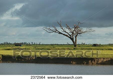 Few trees stick up in the flat rice cultivating landscape of the Ayeyarwady River; Delta, Myanmar View Large Photo Image Picture - Few trees stick up in the flat rice cultivating landscape of the Ayeyarwady River; Delta, Myanmar. Fotosearch