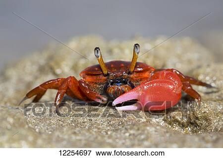 Stock Photo - Fiddler crab (Uca) on the sand on the Island of Yap; Yap, Micronesia. Fotosearch
