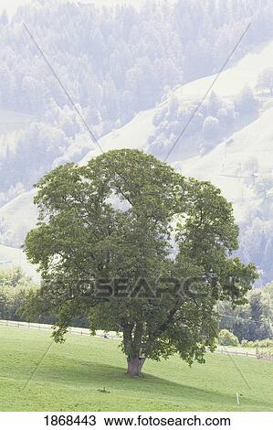 Fie Allo Sciliar, Alto Adige, Italy View Large Photo Image Stock Image - Fie Allo Sciliar, Alto Adige, Italy. Fotosearch