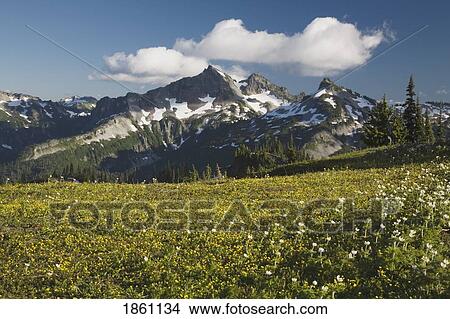 Picture - Field Against Mountain Backdrop. Fotosearch