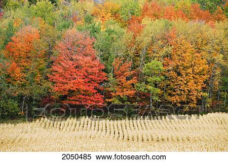 Field And Autumn Trees, Kamouraska Village, Bas-Saint-Laurent Region, Quebec View Large Photo Image Stock Photography - Field And Autumn Trees, Kamouraska Village, Bas-Saint-Laurent Region, Quebec. Fotosearch