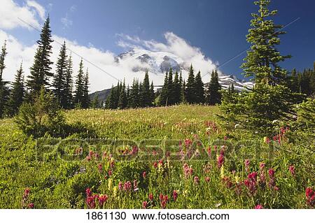 Stock Image - Field Of Alpine Lupine Wildflowers. Fotosearch