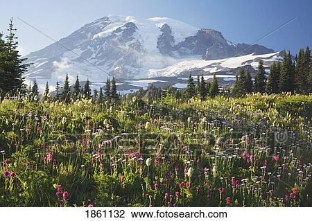 Stock Image - Field Of Alpine Lupine Wildflowers. Fotosearch