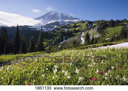 Field Of Alpine Lupine Wildflowers View Large Photo Image Stock Image - Field Of Alpine Lupine Wildflowers. Fotosearch