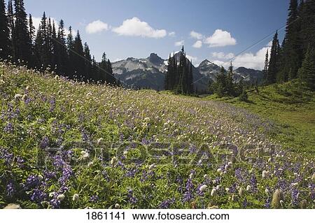 Stock Image - Field Of Alpine Lupine Wildflowers. Fotosearch