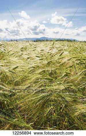 Picture - Field of barley (Hordeum vulgar); Delta Junction, Alaska, United States of America. Fotosearch