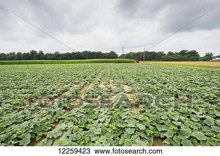 Stock Image - Field of cucumber plants, near Federalsburg; Maryland, United States of America. Fotosearch