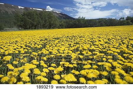 Stock Photo - Field Of Dandelions. Fotosearch