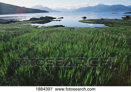 Field Of Grass And Coastline View Large Photo Image Stock Photo - Field Of Grass And Coastline. Fotosearch
