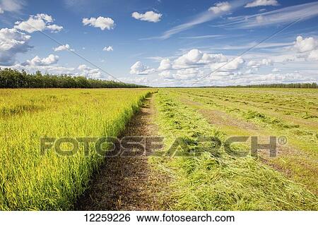 Stock Photograph - Field of hay (grass); Delta Junction, Alaska, United States of America. Fotosearch