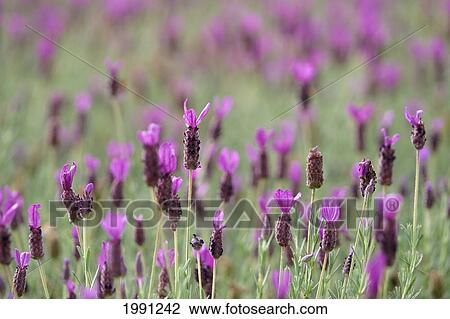 Field Of Purple Flowers View Large Photo Image Stock Image - Field Of Purple Flowers. Fotosearch