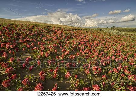Field of red flowers in the Great Sandhills; Saskatchewan, Canada View Large Photo Image Stock Photograph - Field of red flowers in the Great Sandhills; Saskatchewan, Canada. Fotosearch