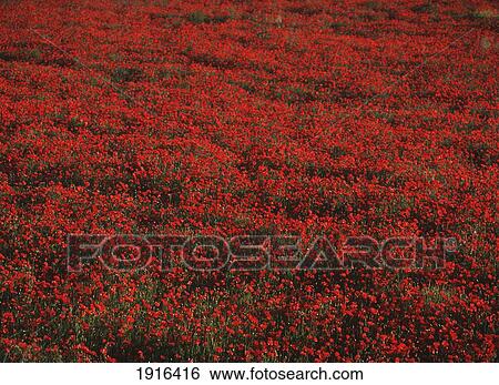 Stock Photograph - Field Of Red Poppies. Fotosearch