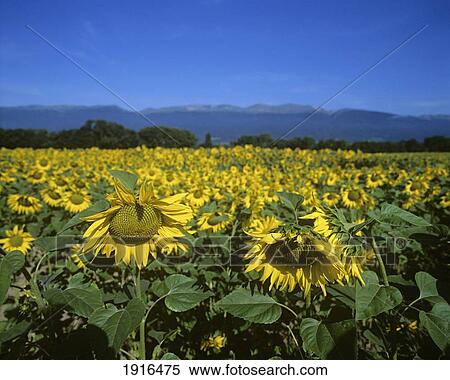 Field Of Sunflowers In The Alps View Large Photo Image Stock Photography - Field Of Sunflowers In The Alps. Fotosearch