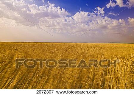 Field Of Wind-Blown Mature Wheat Near La Salle, Manitoba, Canada View Large Photo Image Stock Photo - Field Of Wind-Blown Mature Wheat Near La Salle, Manitoba, Canada. Fotosearch