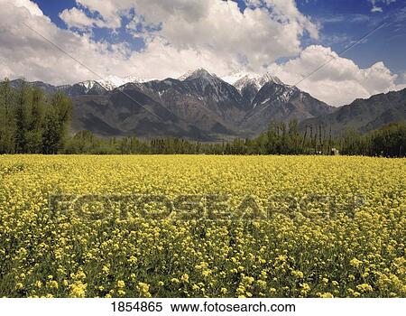 Stock Photography - Field Of Yellow Flowers With Mountains In The Background. Fotosearch