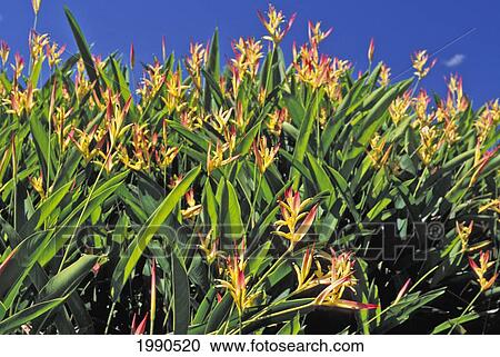 Stock Image - Field Of Yellow Heliconia Ginger With Dark Pink Tips, Clear Blue Sky Background. Fotosearch